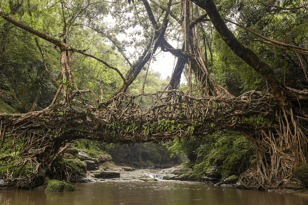tree made into a bridge