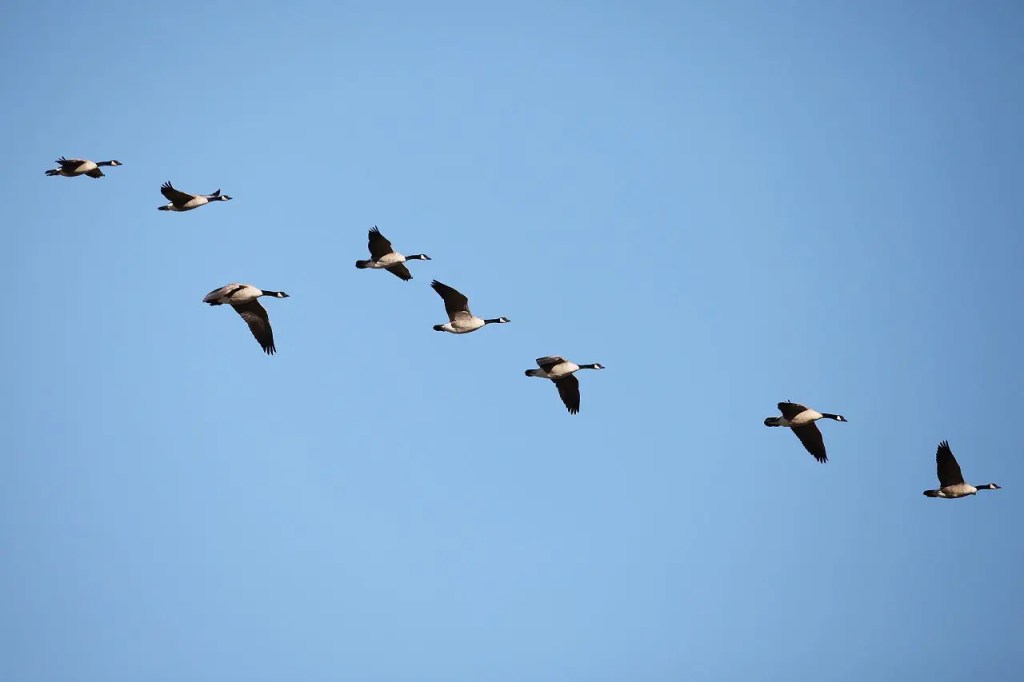Canadian geese flying in the sky