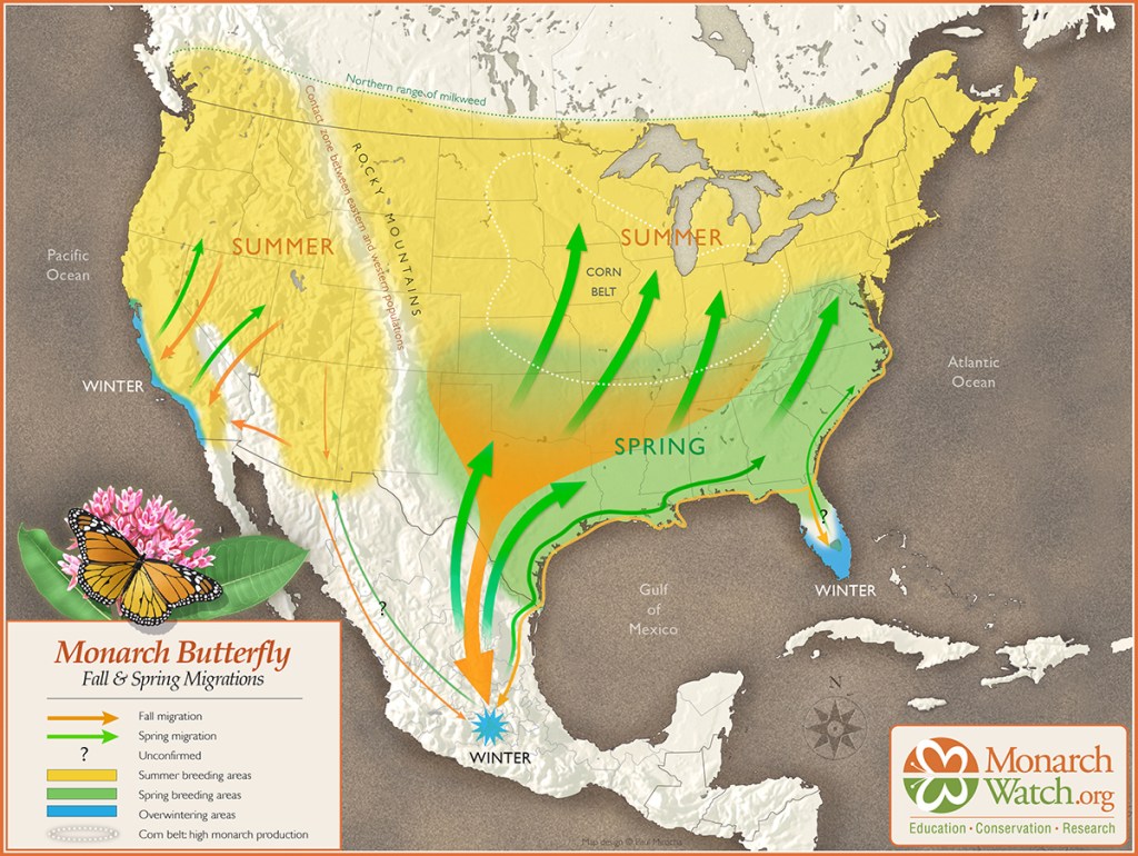 monarch migration map displaying fall and spring migrations. 
